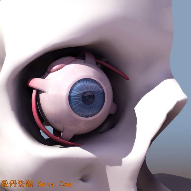 3Dmax模型 人体骨骼3下载- 眼窝骨