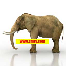 动物3D模型 大象模型下载- 3dmax模型下载