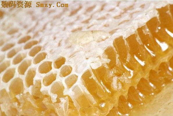 野生蜜蜂蜂巢图片