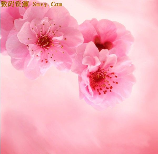 粉色桃花高清图片