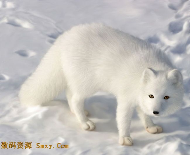 白狐高清图