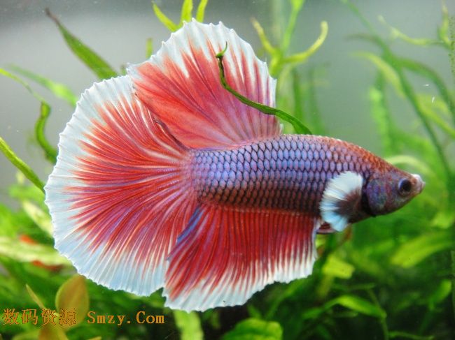 海洋鱼类之半月红斗鱼高清图片下载- 2048x15