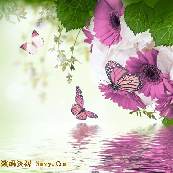 唯美 背景 鲜花/唯美蝴蝶鲜花水面背景高清图片 的软件界面