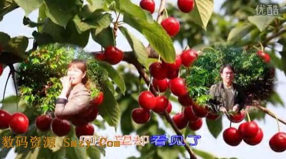 会声会影X6模板 樱桃红了田园风景视频模板下载