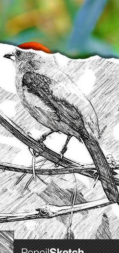 素描大师app下载|素描大师IOS版下载v1.3.5 苹