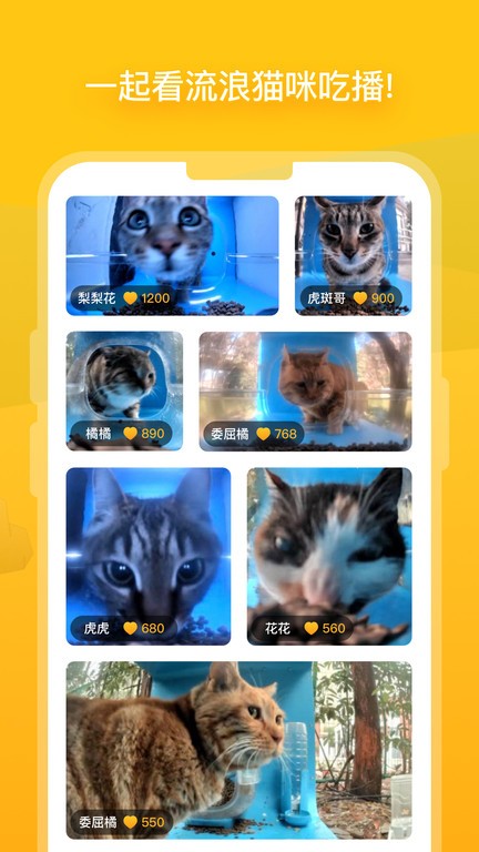 哈啰街猫app 截图3