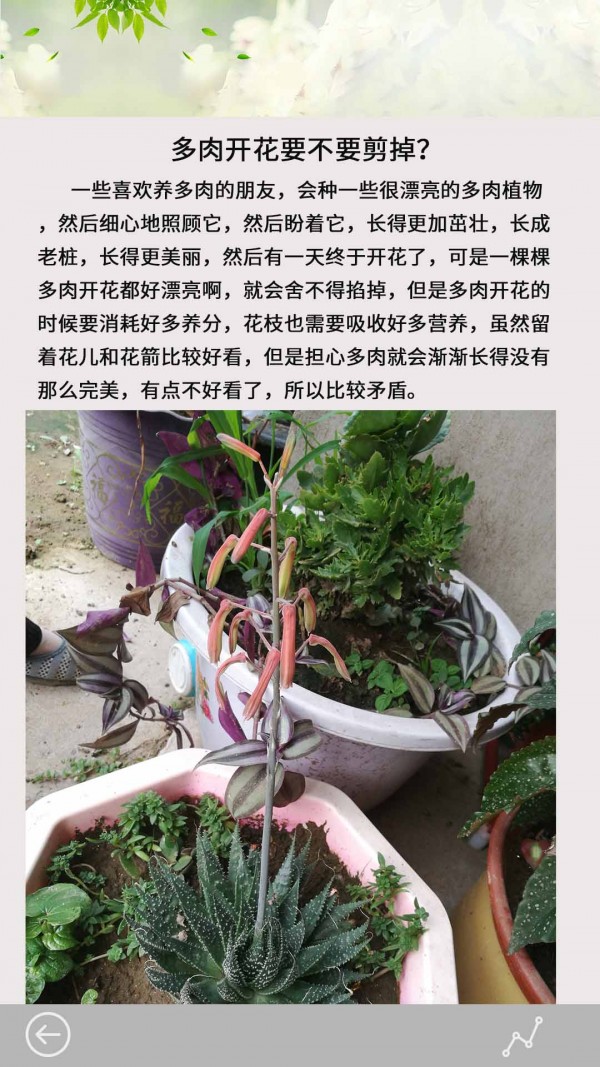 多肉花草日记 截图3