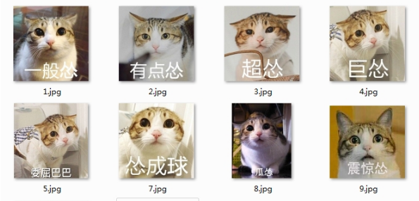一只猫超怂的表情包下载