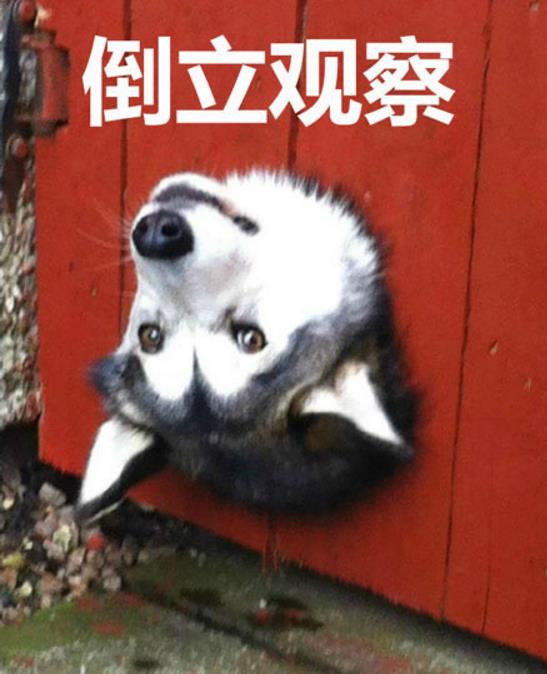 呆萌的小狗也变成了表情包的时候,这种感觉实在是太好了!在一只狗暗中观察表情包中真的是一下子就火了起来!在这个软件包中有着特别丰富的表情哦!而且在一只狗暗中观察表情包中用来斗图娱乐最适合不过了,喜欢二狗子表情包的小伙伴们赶紧下手吧!
