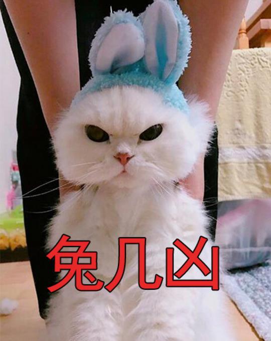 超凶超凶猫咪表情包