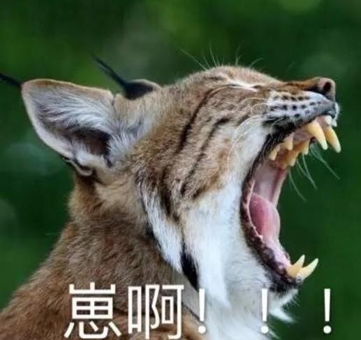 崽啊表情包(开启动物世界喊人模式) 无水印版