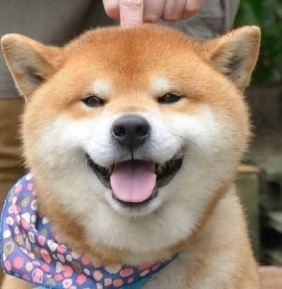 日本柴犬Ryuji图片表情包