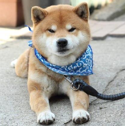 日本柴犬Ryuji图片表情包