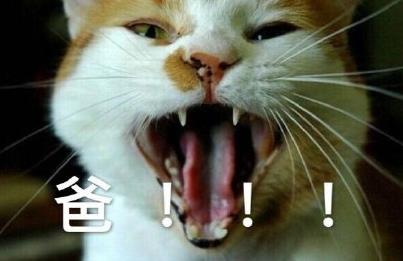 qq聊天背景图片可爱猫咪_皮皮网 qq聊天背景图片可爱猫咪