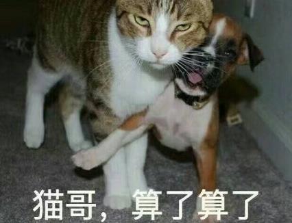 鸡哥算了算了表情包下载(调侃自己的小伙伴) 完