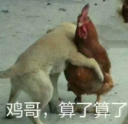 鸡哥算了算了表情包下载(调侃自己的小伙伴) 完