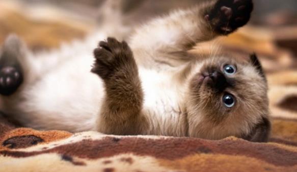 你最喜欢什么动物呢?喜欢萌萌的猫咪吗?可爱猫咪精美大图中的猫咪看起来是那样的可爱,它的爪子伸起来似乎在向你招手,舒服的躺在那里,白色的肚子有的还露了出来,猫咪的表情特别的萌,黑色的眼睛在注视着什么,试想一下猫咪在想着什么呢?喜欢猫咪的朋友快来带它回家吧!