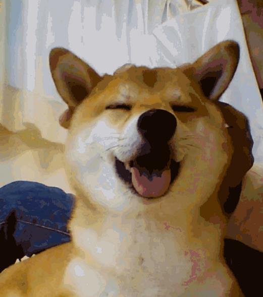又萌又可爱的柴犬宝宝,在兔耳柴犬宝宝表情包中真的是超级的可爱哦!在这款表情包中真的是萌化了好多人的心哦!在兔耳柴犬宝宝表情包中到现在是不是很多人都想样一只柴犬了呢!既然这样的话先把表情包拿走玩会吧!剩下的小编会给你处理的!(当然不是给你买狗哦!)