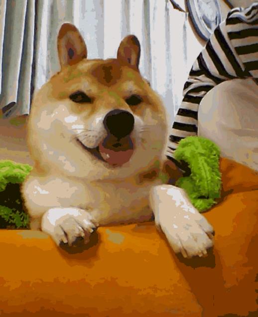 又萌又可爱的柴犬宝宝,在兔耳柴犬宝宝表情包中真的是超级的可爱哦!在这款表情包中真的是萌化了好多人的心哦!在兔耳柴犬宝宝表情包中到现在是不是很多人都想样一只柴犬了呢!既然这样的话先把表情包拿走玩会吧!剩下的小编会给你处理的!(当然不是给你买狗哦!)