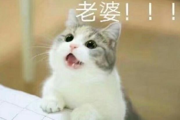 知道怎么哄你的老婆开心吗?哈哈!小编告诉你哦!用猫妻奴表情包绝对会让你事半功倍的哦!这款表情包真的是异常的可爱!在猫妻奴表情包中你可以充分的像你的老婆表达爱意!当然可能也会有一些色色的话哦!萌哒萌哒的小猫正在向你袭来!准备好了吗?