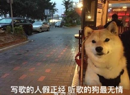 柴犬单身狗表情包(90后真的是无言以对) 正式版