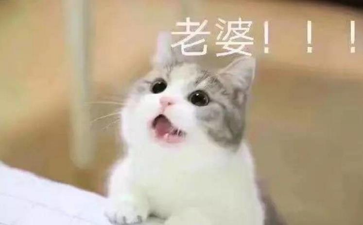 壁纸 动物 狗 狗狗 猫 猫咪 小猫 桌面 747_464