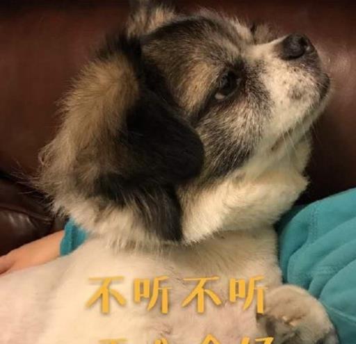 累成了狗表情包是一款很接地气的表情系列图,我们工作时常常会说今天真是累成狗了,以后就可以发这一系列的表情包了。请大声对这个世界宣言,我今天累成土狗了!在累成了狗表情包中会给你解决依稀烦恼的哦!如果你是这样的人的话就抓紧时机拿走吧!