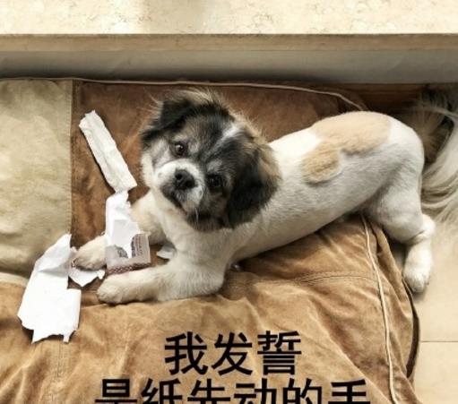 累成了狗表情包是一款很接地气的表情系列图,我们工作时常常会说今天真是累成狗了,以后就可以发这一系列的表情包了。请大声对这个世界宣言,我今天累成土狗了!在累成了狗表情包中会给你解决依稀烦恼的哦!如果你是这样的人的话就抓紧时机拿走吧!