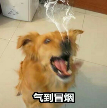 下载狗QQ高清表情的一个表情包书法版生气(狗狗生气搞笑表情图片