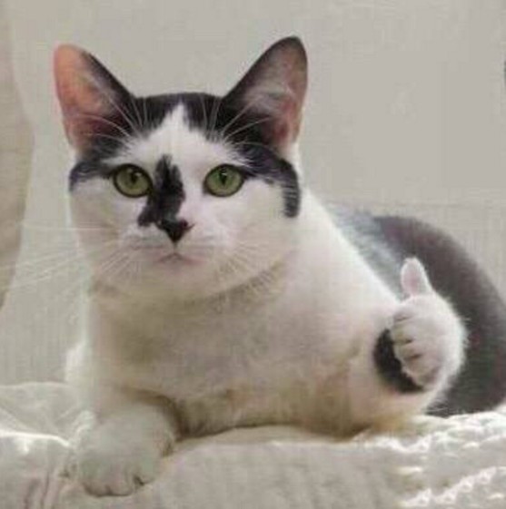 你知道猫点赞表情包吗?最近比较火,喜欢喵星人的各位大佬在聊天的时候把点赞猫表情包下载回去,爽快的进行聊天之旅啦,非常赞的一款表情,猫点赞表情包绝对能给你带来不小的乐趣,有空不妨试试这个表情哟,很容易让人满意呢。