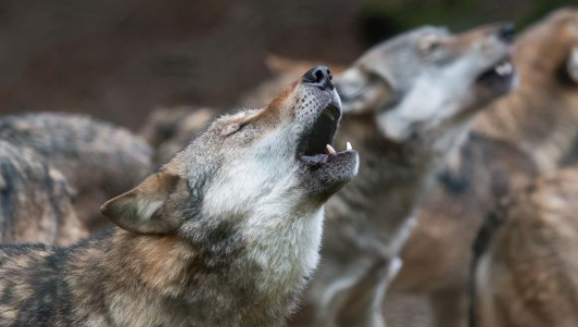 上古卷轴5天际更好的狼叫声音MOD下载(上古