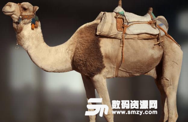 代号龙辅助外挂|绝地风云荒漠求生透视自瞄辅