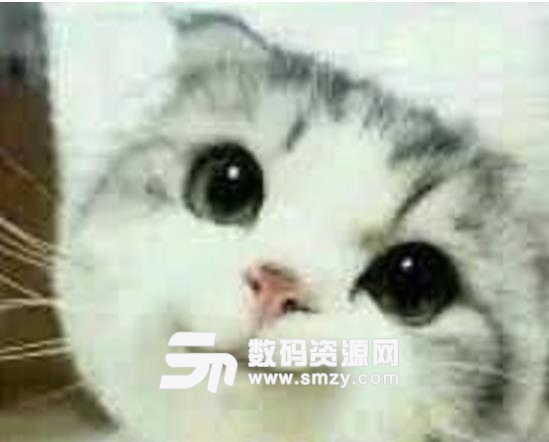 喜欢萌系的表情包吗?魔性猫表情包无水印版来了哦,这里有最萌的猫咪表情,每一款表情都萌死人不偿命!而且你慢慢会发现这款表情包其实还是很有杀伤力的,无论你是犯愁,生气或者开心都可以用魔性猫表情包无水印版来表达,让你的聊天气氛更加的萌,小猫咪很可爱哦,大眼睛表情也很丰富!