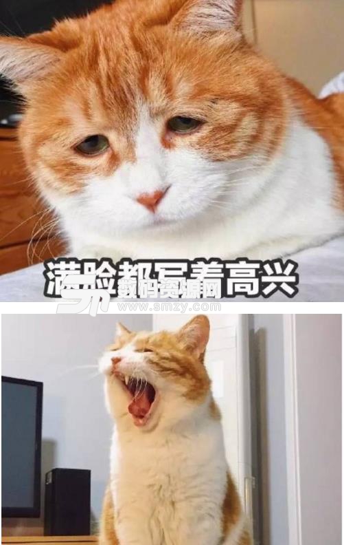 喜欢小猫咪的各位千万别错过了哦,小编这里有共享猫咪qq表情包,如果你喜欢橘猫的话应该知道十只橘猫九只胖,而小编找到的共享猫咪qq表情包则是一直特别胖的大橘猫哦,如果你也喜欢萌萌的笨笨的橘猫的话,就千万别错过了这款表情包哦!