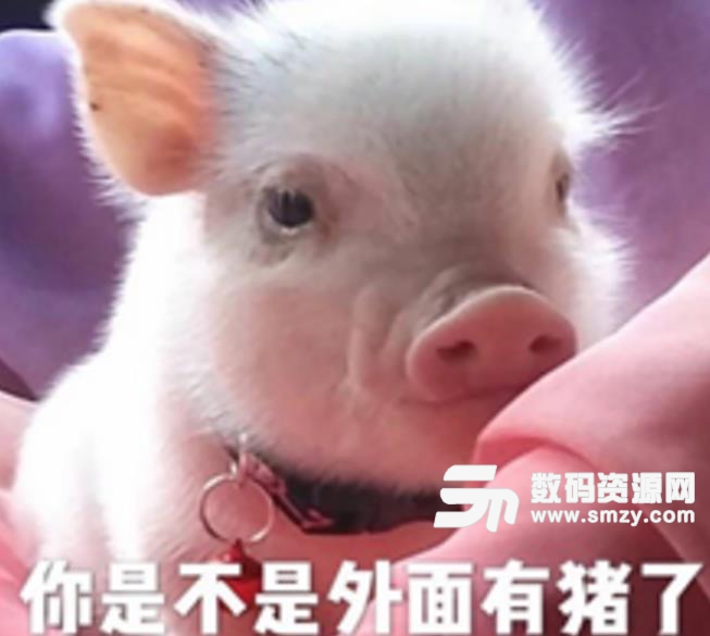 我想很多人都会喜欢小动物家里会养一个猫啊狗啊什么的,但是也会有些人养小猪的。粉红小猪仔表情包就是一组小香猪的蠢萌表情包。粉红小猪仔表情包非常可爱,马上就要过情人节了,不知道你给你的ta准备礼物了吗,聊天室使用这个表情包来卖个萌绝对好效果!