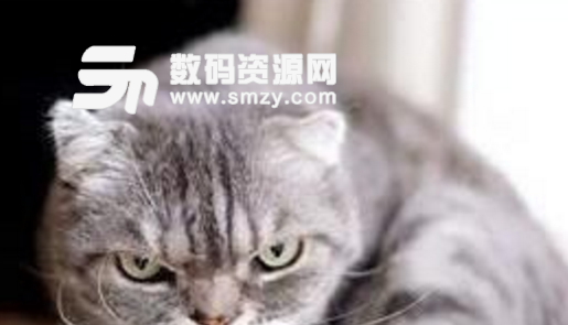 抖音现在非常的火热,其中各种喵星人更加的火爆。抖音社会猫表情包最新版就是一款在抖音上非常火的社会猫表情大全,喵星人的样子凶凶的,很有社会人的感觉,非常可爱。如果你也是喜欢刷抖音,喜欢猫的人那就一定不要错过了抖音社会猫表情包最新版哦!
