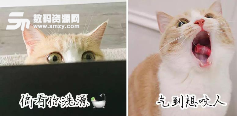 只要有爱心的妹子看到喵星人撩人可爱表情包相信心理都已经化了!