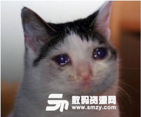 哭泣的猫咪表情包高清版
