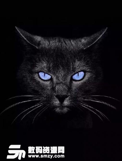 苹果黑猫睁眼动态壁纸无水印下载