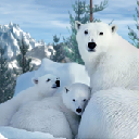北极熊家庭生存手游安卓版(Polar Bear Family Survival) v1.0 手机版