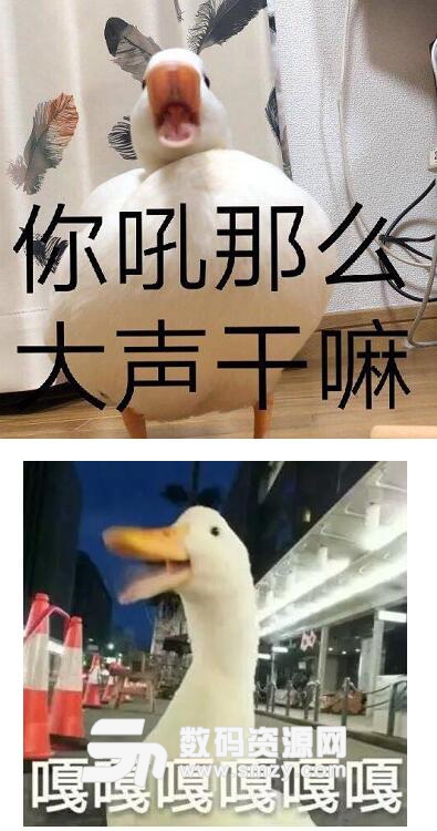 愁鸭表情包高清版(你在干嘛鸭) 最新版