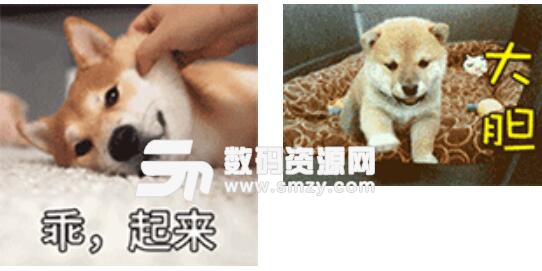 超萌柴犬动态表情包高清版下载 可爱的柴犬gif图片 无水印版 数码资源网