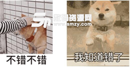 超萌柴犬动态表情包高清版下载 可爱的柴犬gif图片 无水印版 数码资源网